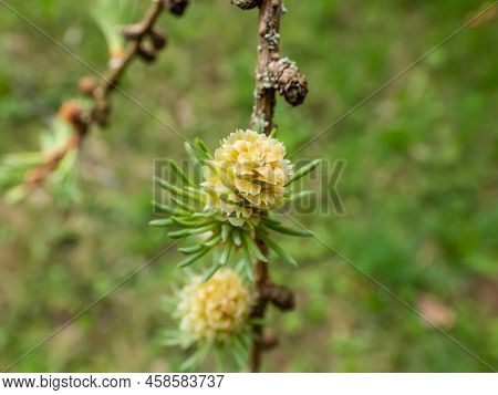 Close-up Shot Of The Young Female Cones Of The Kurile Larch (larix Gmelini Var. Japonica). The Speci
