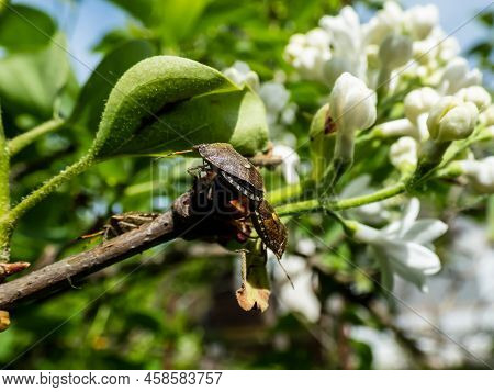 Close-up Shot Of A Couple Of The Adult Sloe Bugs Or Hairy Shieldbugs (dolycoris Baccarum) Mating On 