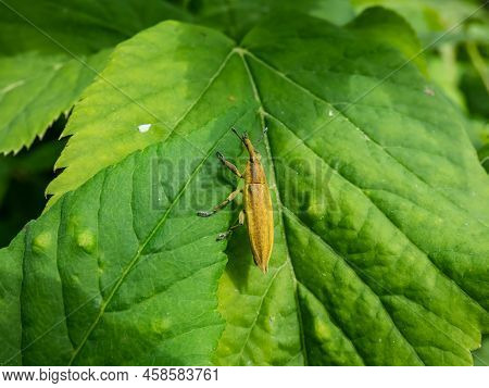 Close-up Shot Of The Weevil (lixus Iridis) On Green Leaf In Bright Sunlight In Summer. The Body Is O