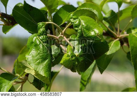 Branch Of Fruit Tree With Wrinkled Leaves Affected By Black Aphid. Cherry Aphids, Black Fly On Cherr