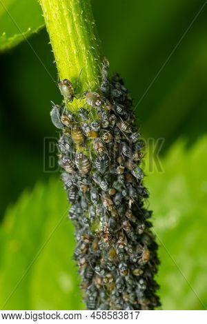 Aphids Curled Foliage, Close Up Leaf Curled On Cherry Tree, Prunus Sp, Caused By Black Cherry Aphid,