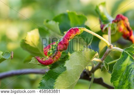 Rosy Leaf-curling Apple Aphids, Dysaphis Devecta, Apple Tree Pest. Detail Of Affected Leaf