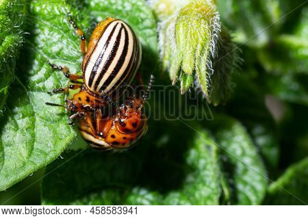 Colorado Potato Striped Beetle - Leptinotarsa Decemlineata Is A Serious Pest Of Potatoes Plants