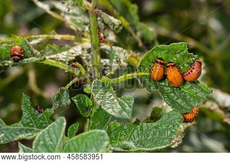 Colorado Potato Beetle - Leptinotarsa Decemlineata On Potato Bushes. Pest Of Plants And Agriculture.