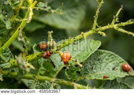 Colorado Potato Beetle - Leptinotarsa Decemlineata On Potato Bushes. Pest Of Plants And Agriculture.