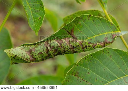 Walnut Anthracnose Or Walnut Black Spot - Gnomonia, Ophiognomonia Leptostyla, Fungal Plant Pathogen