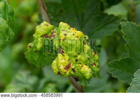 Gallic Aphid On The Leaves Of Red Currant. The Pest Damages The Currant Leaves, Red Bumps On The Lea