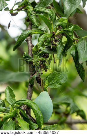Plum Branch With Wrinkled Leaves Affected By Black Aphid And Spider Net. Plum Aphids, Black Fly On F