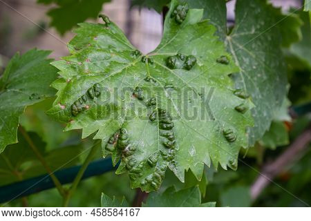 Grapevine Leaves With Erinosis, A Disease Of The Mite Colomerus Vitis.