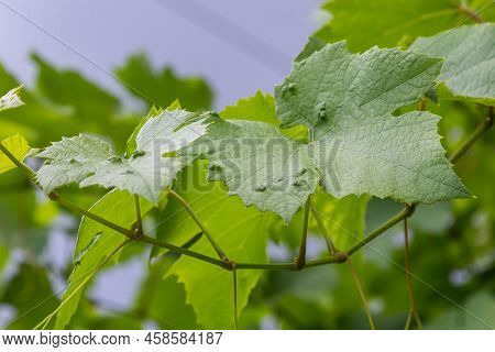 Grapevine Leaves With Erinosis, A Disease Of The Mite Colomerus Vitis.