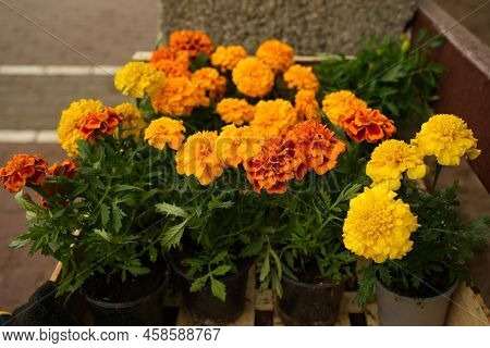 Bouquet Of Orange And Yellow Flowers In A Pot