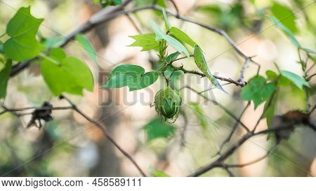 Tree Cotton Close Up Photograph, Use For Cotton Textile Production.