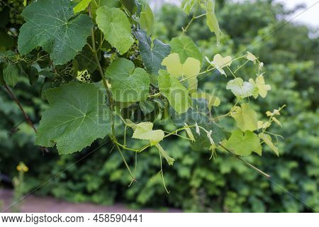 Branch Of The Vine With Leaves And Tendrils Covered With Water Drops Climb Green Osier Bush During A