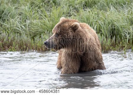 Alaskan Brown Bear Wading In Mikfik Creek In Mcneil River State Game Sanctuary And Refuge