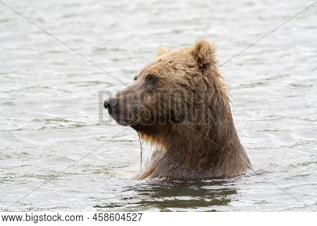 Alaskan Brown Bear At Mcneil River