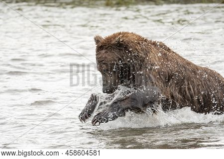 Alaskan Brown Bear Lunging In An Attempt To Catch Salmon At Mikfik Creek In Mcneil River State Game 