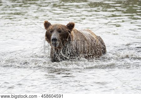 Alaskan Brown Bear Fishing For Salmon In Mikfik Creek In Mcneil River State Game Sanctuary And Refug