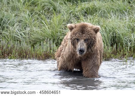 Alaskan Brown Bear Wading In Mikfik Creek In Mcneil River State Game Sanctuary And Refuge