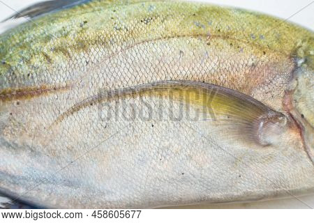 Caranx Melampygus, Bluefin Trevally Or Black Ulua
