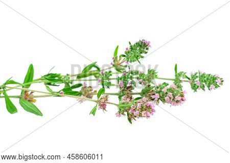 Close-up Of Blooming Mother-of-thyme Herb Sprigs Isolated On A White Background. Fragrant Blooming T