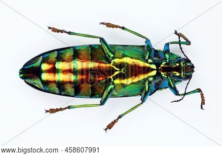 Beetle Isolated On White. Metallic Green Iridescent Jewel Beetle Chrysochroa Saundersi Upside Macro.