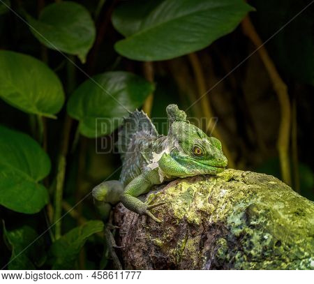 Plumed Basilisk Reptile Lizard Shedding Its Skin Or Ecdysis In Its Natural Habitat, Aka The Green Ba