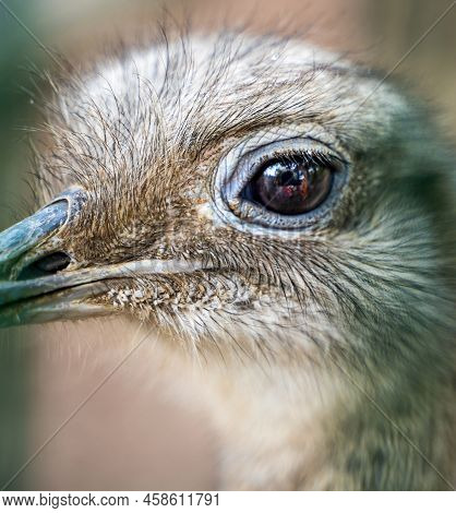 Close Up Zoom Shot Of Ostrich Eye With Reflection Of Photographer With Camera In It, Wild Life Photo