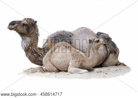 Cub With Mother Isolated On White Background. The Baby Camel Lies With His Mother On The Sand. Two C
