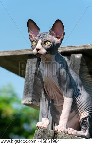 Funny Four Month Old Kitten Of Sphynx Hairless Breed Sitting On Tall Wooden Ladder In Outdoor Catter