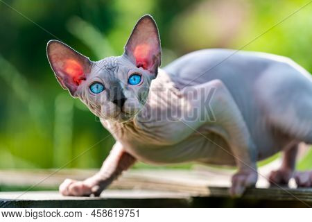 Sphynx Cat Of Blue Mink And White Color Walking On Outdoors Playground Of Boarding Kennel. Male Kitt