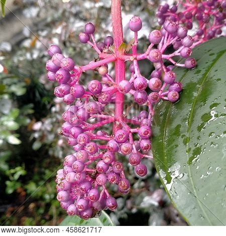 Photo Of Purple Medinilla Speciosa Taken In Botanical Garden