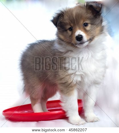 Little Puppy Sheltie