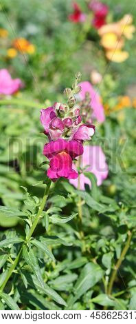 Snapdragon Flower Or Antirrhinum (latin Antirrhinum)
