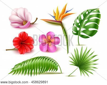 Realistic Tropical Flowers. Hibiscus And Plumeria Plants, Banana And Monstera Leaves, 3d Jungle Isol