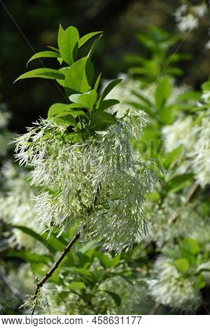Blooming White Chinese Fringe Tree Flowering In The Spring.