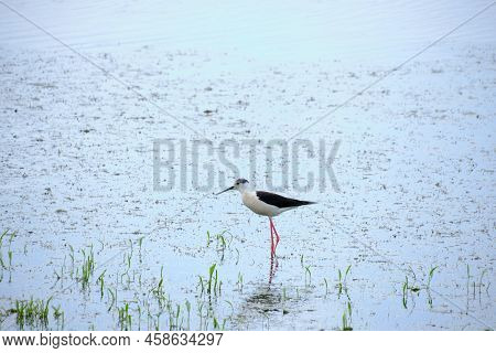 Stilt Walker Is A Bird Of The Shiloklyuvkov Family, Listed In The Red Book.bird With Long Legs And B
