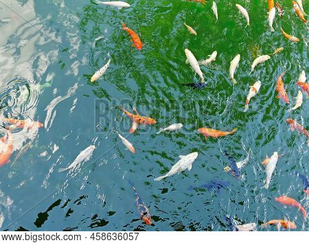 Golden Carps And Koi Fishes In The Pond. Yellow, Orange, Black Fish In Chinese Pond. Clear Water Otr