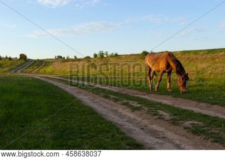 Thin Chestnut Horse Eating Grass While Grazing On Farm Grassland Pasture