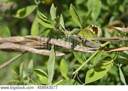 False Lupine Brown Seed Pods In The Garden