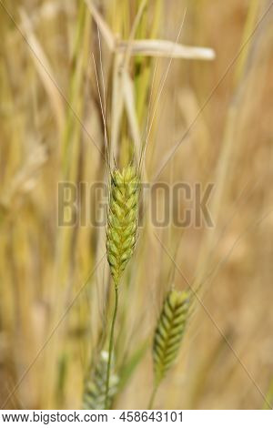 Einkorn Wheat In The Field In Summer