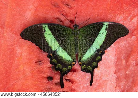 Bright And Juicy Butterfly On A Watermelon. Papilio Palinurus. Green Butterfly On A Red Watermelon