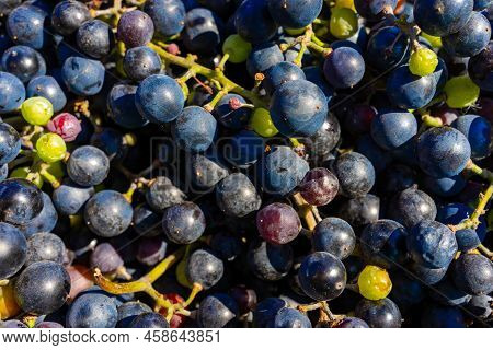 Background Of Freshly Picked Grapes. Bunch Of Picked Blue Grapes. Grape Background With Place For Te