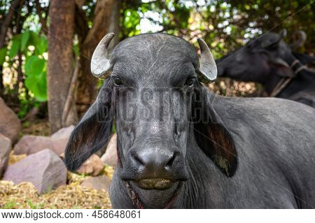 Water Buffalo Resting Under The Tree. Asian Water Buffalo.