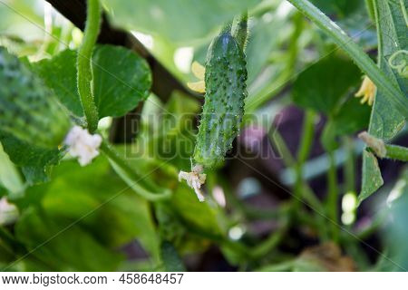 A Cucumber Fruit Growing In A Garden