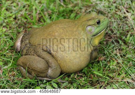 Giant African Bullfrog On Grass. Animal Concept
