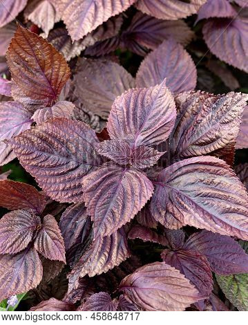Purple Leaves Of Ornamental Amaranth Plant In Summer Garden.