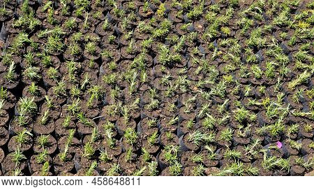 Plant Saplings Of Rosmarinus Officinalis Also Known As Rosemary, Ruzmarin, Romero, Old Man, Prostrat