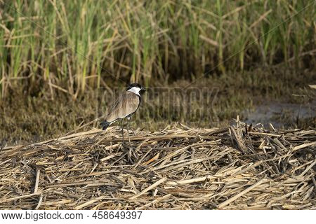 A Single Spur Winged Lapwing Standing On A Pile Of Reed Debris On A Bank Of A Natural Pond.