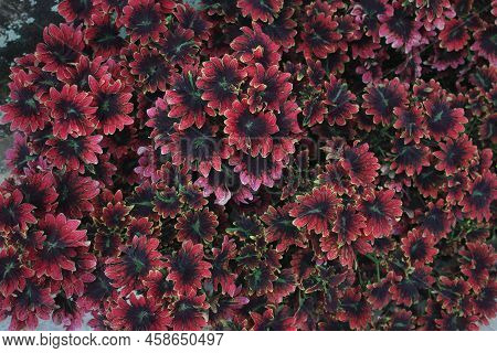 Top View Of A Group Of Flame Nettle Ornamental Plants Beside The Wall