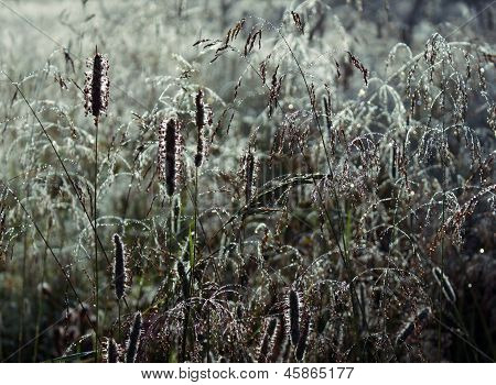 Grass